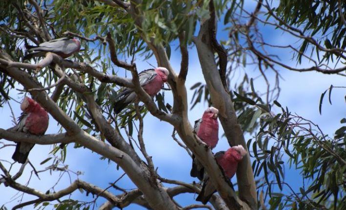 Pájaros de Galahs australianos en un árbol de goma. (Shutterstock)