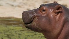 Pequeña hipopótamo nace 6 meses antes y los veterinarios la cuidan día noche para salvarla