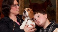 Beagles liberados de un laboratorio que los alimentaba con fungicidas están en adopción