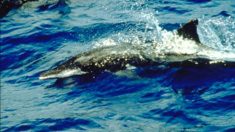Encalla delfín en playa de Florida lleno de bolsas y trozos de globos de plástico en su estómago