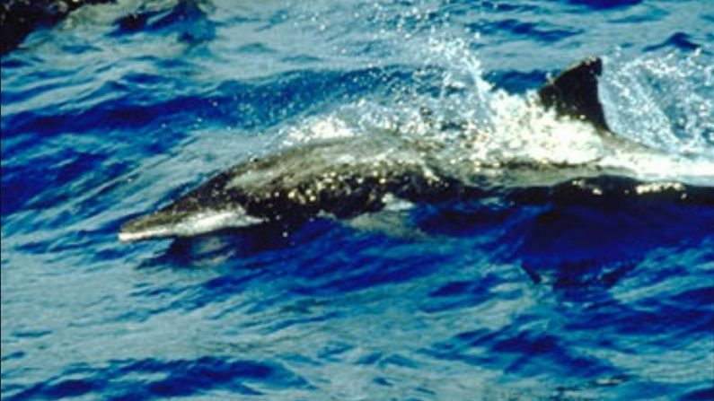 Delfín de hocico estrecho y dientes rugosos. (Wikiemdia Commons)