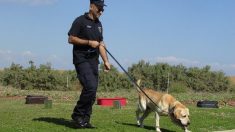 Perro abrazó a un policía chileno que lo liberó de una malla en la que estaba enredado