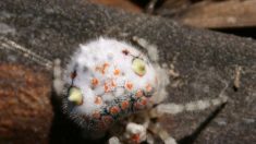 Fotografían una araña que parece sushi en una casa de Australia