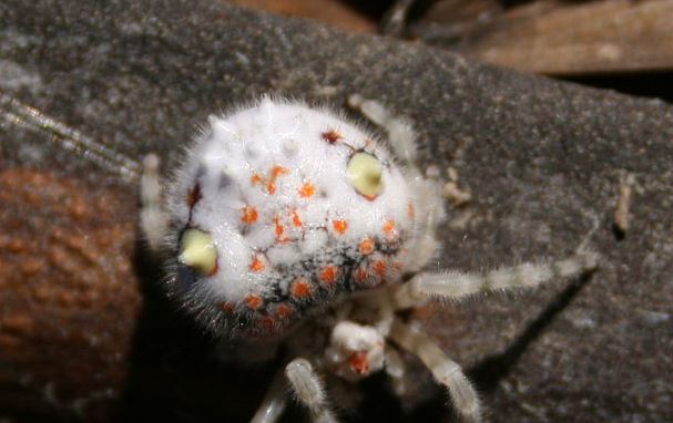 Araña australiana Ordgarius magnificus, Puede llegar a medir 2,5 centímetros. (Wikimedia Commons)