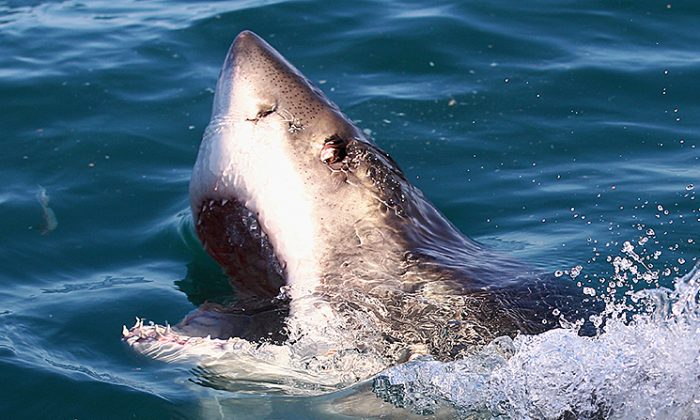 Foto de archivo de un gran tiburón blanco. (Ryan Pierse/Getty Images)