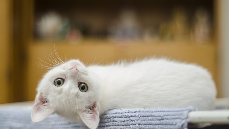 Los gatos sí pueden reconocer su nombre, según estudio. (Pixabay)
