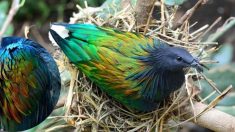 El pariente más cercano de la extinta ave Dodo brinda un hermoso espectáculo de plumas iridiscentes