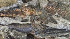 Hallan los primeros fósiles del impacto del asteroide de Yucatán y desaparición de dinosaurios