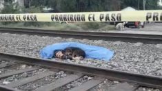 Desolado perrito no abandona el cuerpo sin vida de su dueño arrollado por un tren