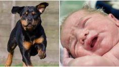 Bebé recién nacido abandonado sobrevive gracias a la protección de un temible perro rottweiler