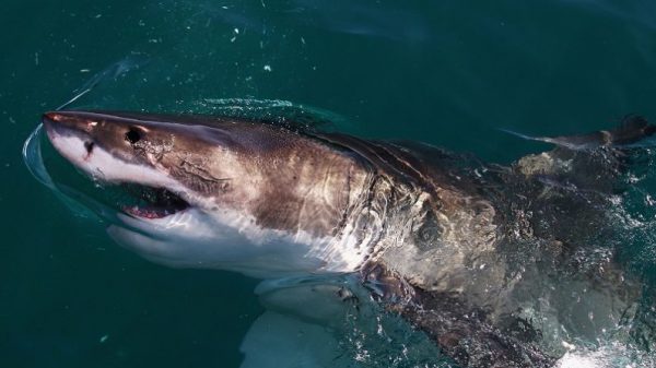 Imagen de archivo de un gran tiburón blanco nadando junto a un barco. (Ryan Pierse/Getty Images)