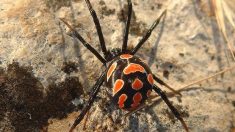 Mujer entra en pánico al ver una araña, pierde el control de su coche y se estrella