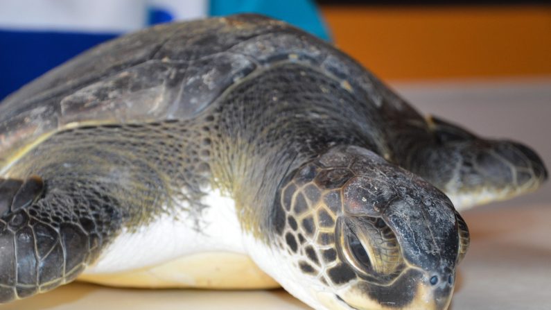 Fotografía tomada el pasado 30 de abril y cedida por la organización Mundo Marino en la que se registró una tortuga rescatada en la costa argentina. (EFE)