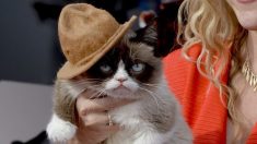 Muere Grumpy Cat, la “gata gruñona” que era una verdadera estrella de Internet