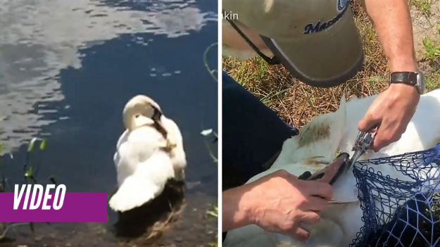 Un descuido humano hizo que este indefenso cisne quede atrapado en un mortal anzuelo