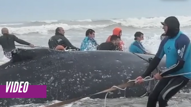 Con una excavadora y 30 hombres intentan salvar una ballena varada en un rescate de película