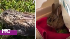 Mira como este conejo con suerte revive después de ahogarse en un lago