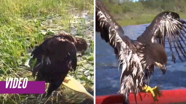 Hermoso rescate de un águila bebé a punto de ahogarse en un río