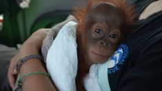 Orangután bebé hallado en terribles condiciones no puede moverse después de su rescate