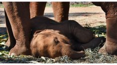 Elefante bebé se desploma por agotamiento mientras camina atado a su madre que pasea turistas