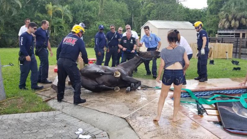 Un caballo que cayó en una piscina cuando intentaba beber agua en Florida. (Policía del condado de Palm Beach)
