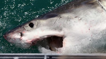 Monstruoso tiburón blanco “sale de la nada” y ataca a un padre y su hijo mientras pescan