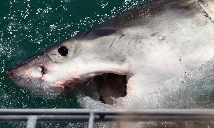 Foto ilustrativa del ataque de un tiburón. (Dan Kitwood/Getty Images)