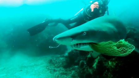 Hombre filma el momento en que un tiburón muerde a su esposa durante la luna de miel