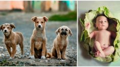4 perros callejeros protegen a una frágil recién nacida abandonada a su suerte en un matorral