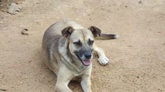 Perro callejero que parecía una “piedra en el camino” es rescatado por una turista