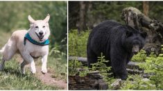 Curry, el valiente perrito que desafió a un oso para proteger a su dueño