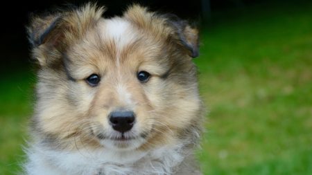 Perrito fiel esperó a su dueña en la puerta de su casa durante tres años pero nunca regresó