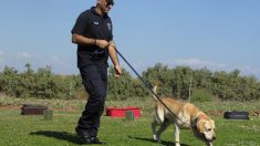 Policía entrena perros para liberarlos de los refugios y ahora son héroes que sirven a la sociedad