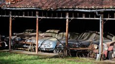 60 autos antiguos que valen 28,5 millones de dólares son hallados en una granja después de 50 años