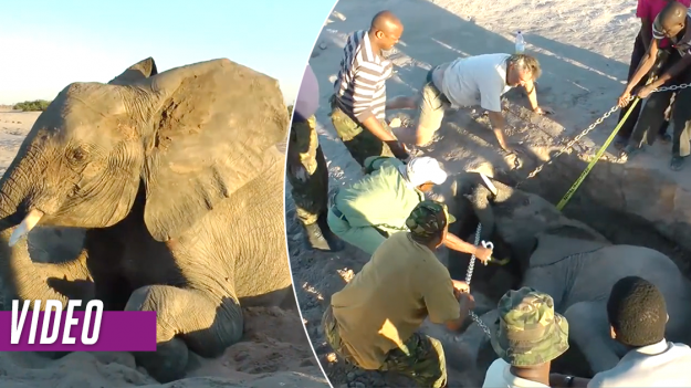 Este elefantito estaba demasiado débil para salir del pozo, ¡tardaron 4 horas para sacarlo!