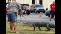 Valiente hombre somete y captura a un cocodrilo de 3 metros en el césped de una escuela
