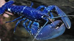 Pescador encuentra una impresionante y hermosa langosta azul zafiro: un hallazgo de 1 en 2 millones