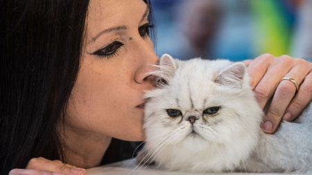 Un gatito salva a su dueña embarazada que estuvo a punto de morir mientras dormía