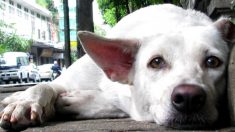 Foto de un perro que espera a su dueño muerto conmueve a todos al compararlo con Hachiko