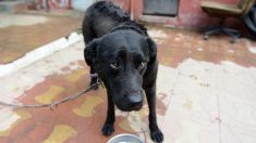 Se filmaron jugando al béisbol con un perro en Argentina hasta matarlo, la policía los busca