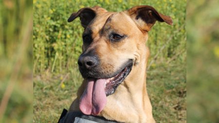 Perrito desnutrido cuya vida estaba en peligro es rescatado por sus vecinos