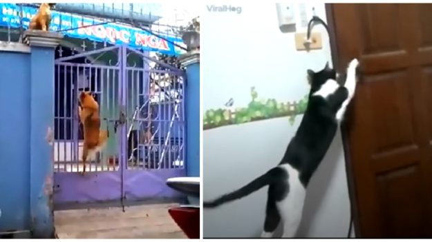 Video: Ninguna jaula puede retener a estos Houdinis del reino animal, ¡son increíbles!