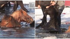 20 caballos que caen en estanque congelado son rescatados por los espectadores en pleno desfile