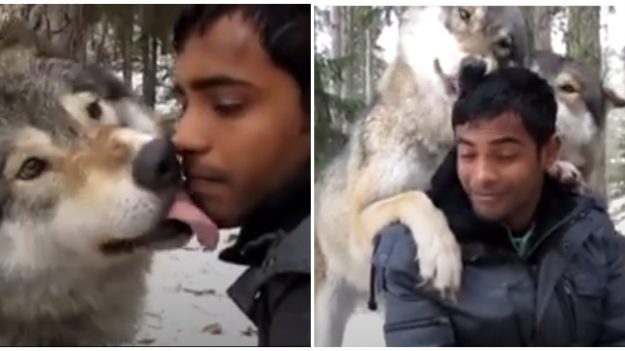 ¡Bienvenido a la manada! Lobos amigables salen del bosque para conocer y jugar con los humanos