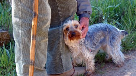 Hombre con 27 perros tiene un último deseo antes de morir: que alguien adapte su familia peluda