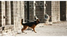 Perrito que solo conocía las cadenas descubre cómo es el mundo en libertad