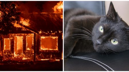 Huyeron del incendio de California pero su gato no pudo escapar, 100 días después reciben un llamado