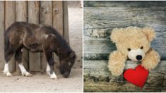 Pony huérfano rescatado se reencuentra con el oso de peluche que le salvó la vida cuando era un bebé