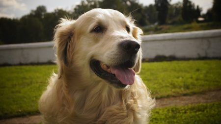 Separados por la crisis: un perro logra salir de Venezuela para reencontrarse con su familia