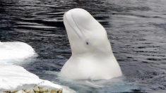 A bordo de su kayak canta una “ridícula” canción, de pronto un grupo de belugas aparece